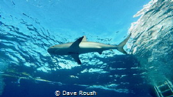 Sharks Up! by Dave Roush 